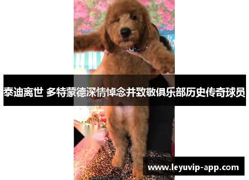 泰迪离世 多特蒙德深情悼念并致敬俱乐部历史传奇球员